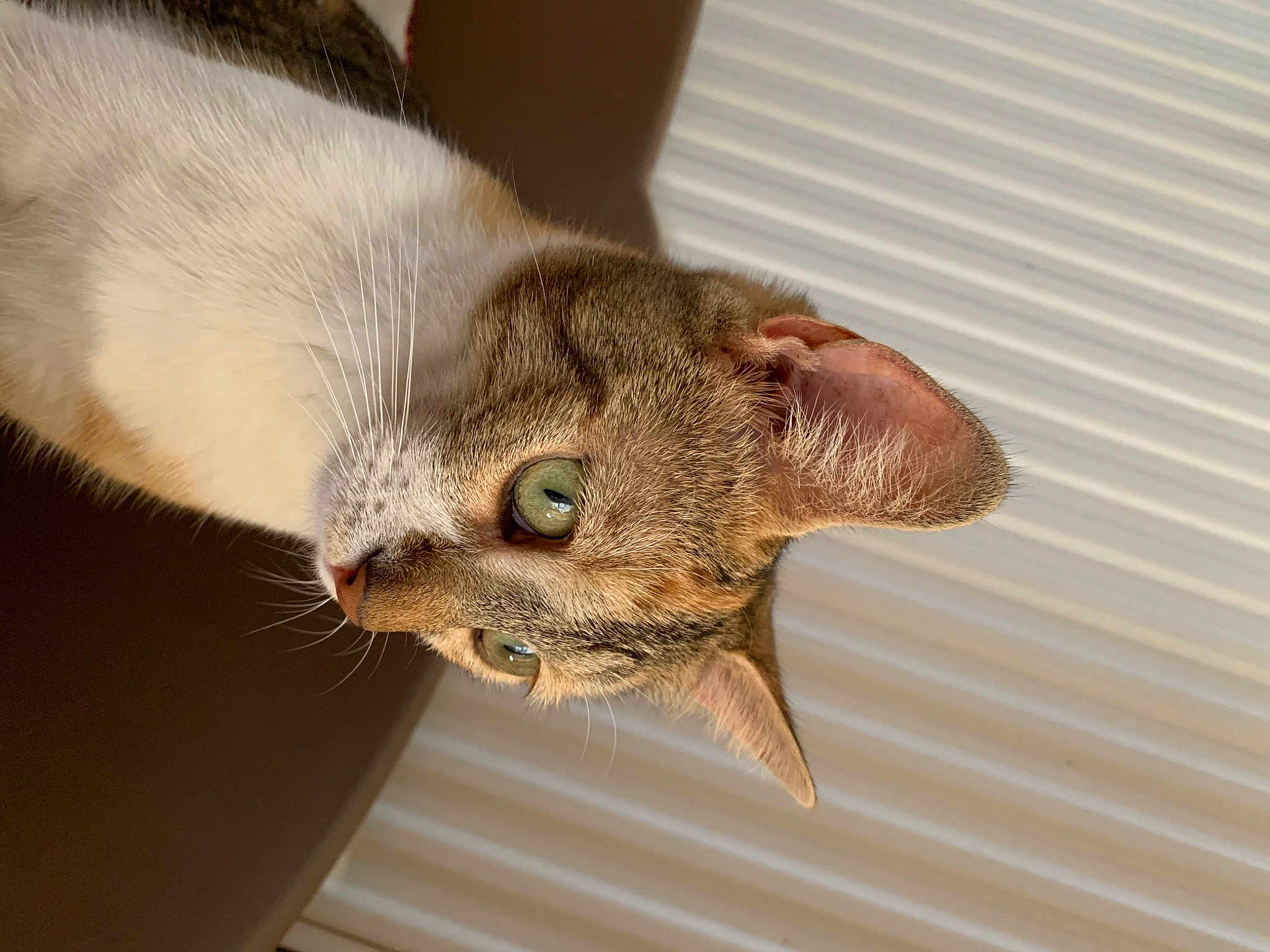 Pomme