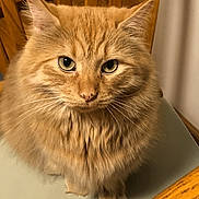 Bernie joined the competition — help win amazing prizes! cat, chair, close_up, cute, domestic_animal, feline, fluffy, fur, gaze, ginger_cat, green_eyes, indoor, nose, orange_tabby, pet, portrait, sitting, table, whiskers, wooden_chair