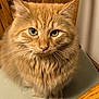 cat, chair, close_up, cute, domestic_animal, feline, fluffy, fur, gaze, ginger_cat, green_eyes, indoor, nose, orange_tabby, pet, portrait, sitting, table, whiskers, wooden_chair