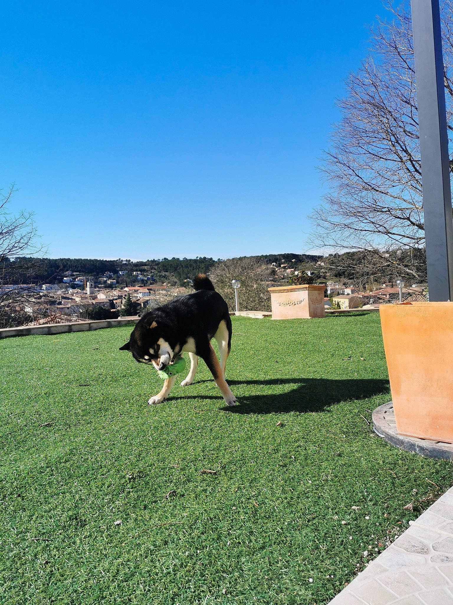 Oichiro participe au concours pour gagner de l'argent avec cette photo : carnivore, companion_dog, dog, dog_breed, grass, grass_family, grassland, land_lot, landscape, lawn, leisure, meadow, pasture, plant, recreation, sky, sporting_group, tail, tree, trunk