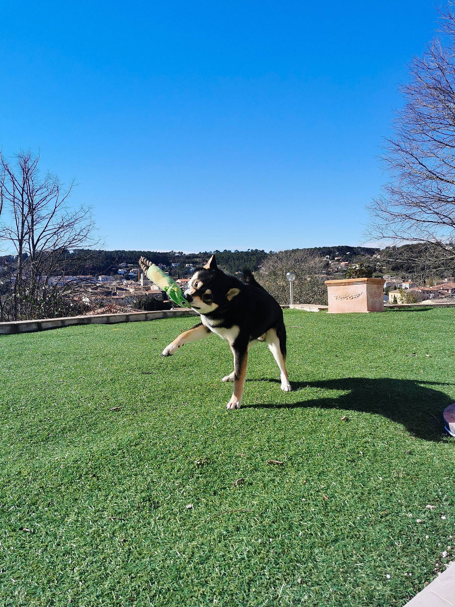 Oichiro a rejoint le concours — aidez-le/la à gagner de superbes lots ! building, canidae, carnivore, chair, companion_dog, dog, dog_breed, grass, grassland, herding_dog, house, lawn, leisure, pasture, plant, recreation, sky, sporting_group, tail, tree