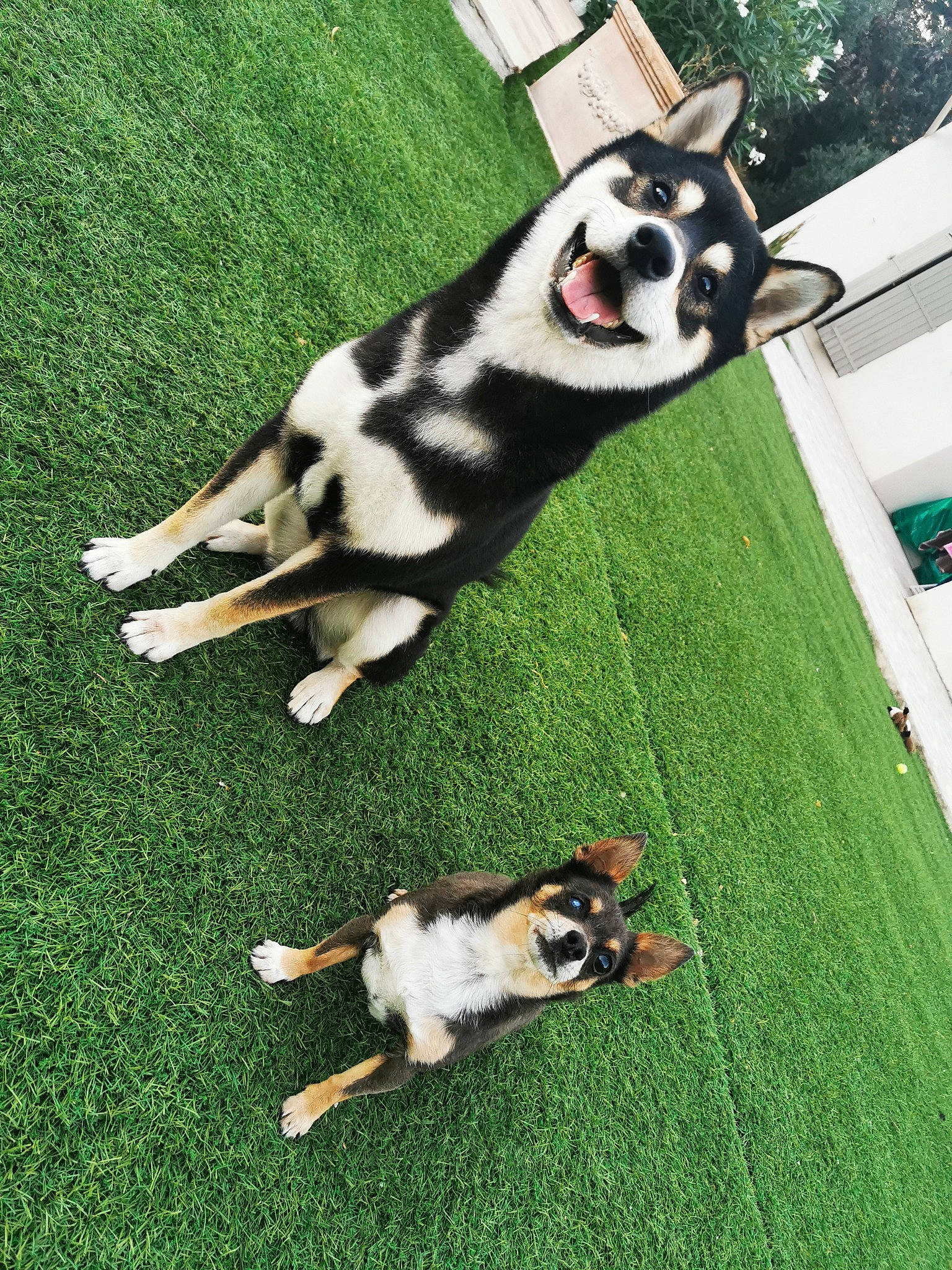 Oichiro a rejoint le concours — aidez-le/la à gagner de superbes lots ! canidae, carnivore, companion_dog, dog_breed, felidae, flooring, fur, grass, grassland, green, lawn, leisure, pasture, plant, recreation, snout, sporting_group, tail, terrestrial_animal, working_animal