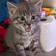 Merlin is registered to the contest to win money with this photo: animal, blanket, cat, couch, cute, domestic, ears, expression, fur, gray_fur, indoor, kitten, mouth_open, pet, sitting, tabby, toilet_paper, whiskers, wide_eyes, young