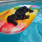 Naho participe au concours pour gagner de l'argent avec cette photo : dog, dachshund, inflatable_float, swimming_pool, water, sunny, relaxing, pet, outdoor, summer, canine, animal, leisure, nap, resting, colorful, poolside, vacation, sunshine, floating