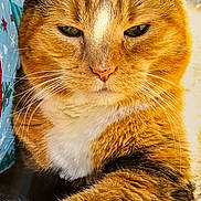 Khalessi joined the competition — help win amazing prizes! cat, tabby_cat, orange_cat, white_paws, whiskers, fur, pet, animal, indoor, carpet, closeup, relaxed, paw, face, ears, feline, mammal, resting, cute, domestic_cat