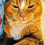 cat, tabby_cat, orange_cat, white_paws, whiskers, fur, pet, animal, indoor, carpet, closeup, relaxed, paw, face, ears, feline, mammal, resting, cute, domestic_cat