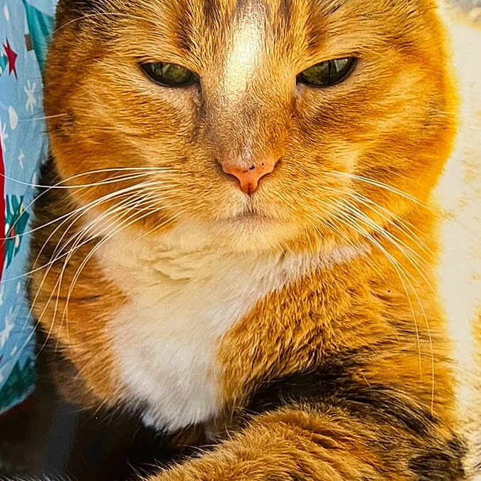 Khalessi joined the competition — help win amazing prizes! animal, carpet, cat, closeup, cute, domestic_cat, ears, face, feline, fur, indoor, mammal, orange_cat, paw, pet, relaxed, resting, tabby_cat, whiskers, white_paws