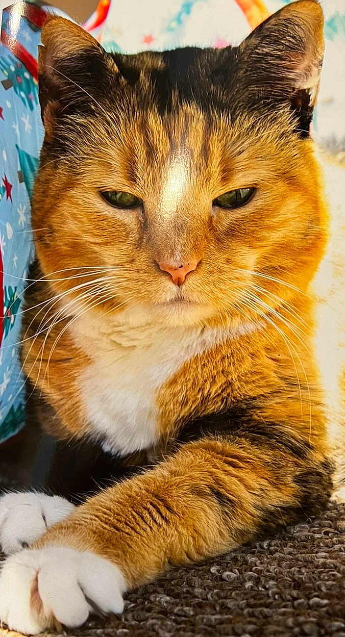 Khalessi joined the competition — help win amazing prizes! cat, tabby_cat, orange_cat, white_paws, whiskers, fur, pet, animal, indoor, carpet, closeup, relaxed, paw, face, ears, feline, mammal, resting, cute, domestic_cat