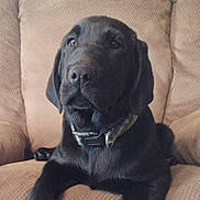 Quake joined the competition — help win amazing prizes! dog, black_dog, collar, pet, animal, indoor, armchair, furniture, canine, resting, portrait, closeup, domestic_animal, mammal, companion, relaxed, cute, sitting, fur, snout