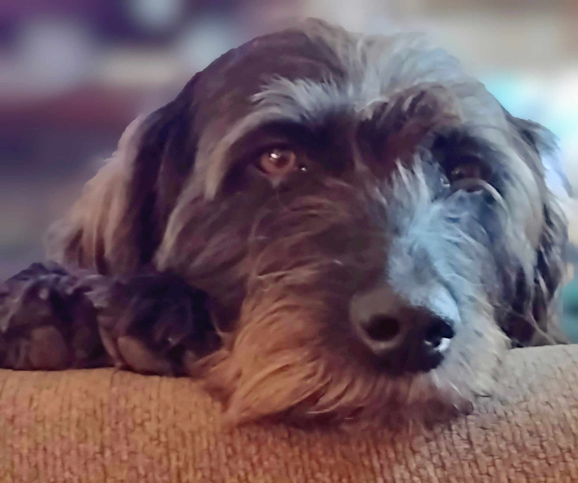 Bella