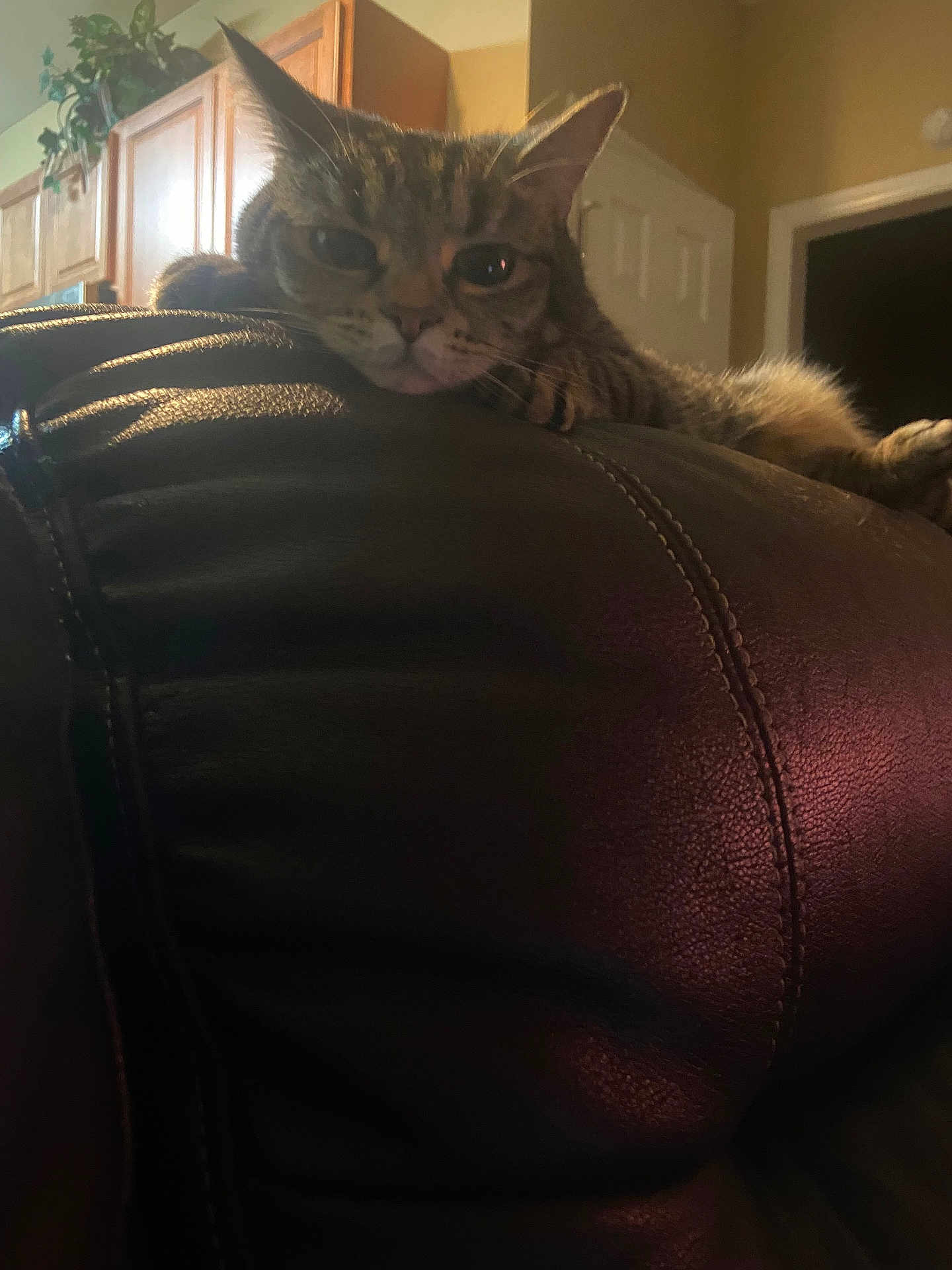 Marley