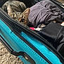 Marley joined the competition — help win amazing prizes! cat, tabby_cat, suitcase, clothes, fabric, zipper, carpet, indoor, peeking, curious, pet, feline, striped, hiding, soft, closeup, eye, ear, texture, container