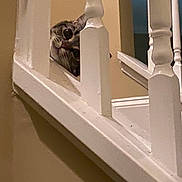Marley joined the competition — help win amazing prizes! cat, curious, staircase, railing, indoor, pet, animal, whiskers, eyes, balusters, wood, white, home, feline, playful, peek, face, closeup, hidden, cute