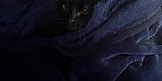 Salem joined the competition — help win amazing prizes! cat, black_cat, blanket, blue_blanket, cozy, pet, animal, fur, indoor, resting, face, whiskers, ears, sleepy, comfort, soft, dark, cute, nestled, warm