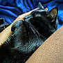 Salem is registered to the contest to win money with this photo: black_cat, cat, pet, animal, sleeping, cozy, close_up, human_hand, blanket, blue, fur, whiskers, relaxation, indoor, comfort, snuggling, resting, domestic_animal, soft_texture, peaceful