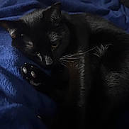 Salem joined the competition — help win amazing prizes! cat, black_cat, pet, animal, feline, fur, paw, sleeping, blanket, blue_blanket, cozy, resting, indoor, cute, whiskers, closeup, soft_light, dark, relaxing, bed