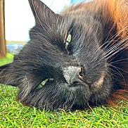 Mimi Et Lulu a rejoint le concours — aidez-le/la à gagner de superbes lots ! cat, black_cat, close_up, grass, animal, pet, whiskers, fur, sleepy, relaxed, outdoor, nature, portrait, mammal, eye, nose, face, laying_down, greenery, daylight