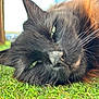 cat, black_cat, close_up, grass, animal, pet, whiskers, fur, sleepy, relaxed, outdoor, nature, portrait, mammal, eye, nose, face, laying_down, greenery, daylight