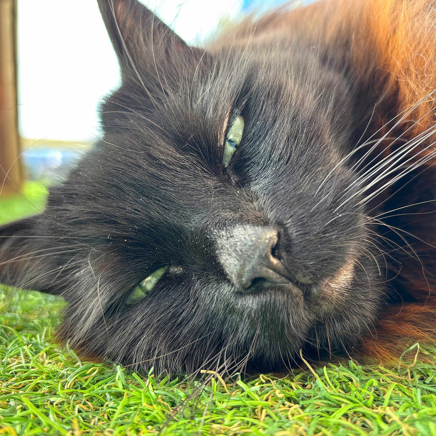 Mimi Et Lulu a rejoint le concours — aidez-le/la à gagner de superbes lots ! animal, black_cat, cat, close_up, daylight, eye, face, fur, grass, greenery, laying_down, mammal, nature, nose, outdoor, pet, portrait, relaxed, sleepy, whiskers