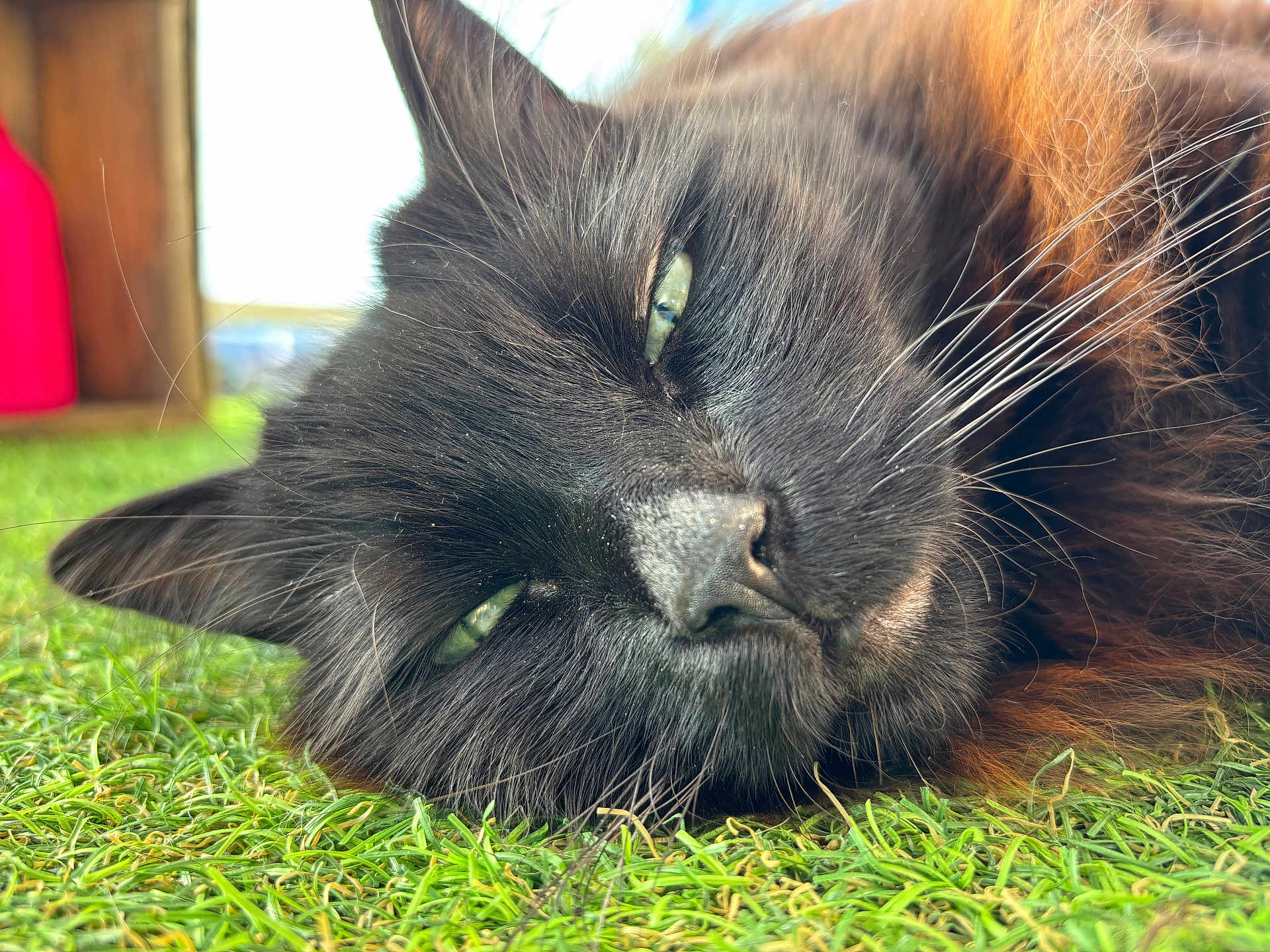 Mimi Et Lulu a rejoint le concours — aidez-le/la à gagner de superbes lots ! cat, black_cat, close_up, grass, animal, pet, whiskers, fur, sleepy, relaxed, outdoor, nature, portrait, mammal, eye, nose, face, laying_down, greenery, daylight