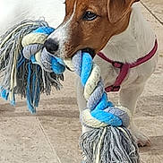 Vicky participe au concours pour gagner de l'argent avec cette photo : active, animal, canine, close_up, cute, dog, domestic_animal, floor, indoor, pet, pet_play, pet_toy, pink_harness, playful, puppy, rope_toy, standing, toy, white_and_brown, young_dog
