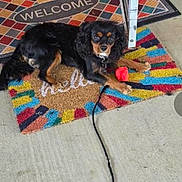 Benny is registered to the contest to win money with this photo: dog, pet, welcome_mat, colorful, toy, leash, outdoor, concrete, doorstep, black_dog, brown_dog, curious, relaxed, animal, companion, home, mat, playful, domestic, guard