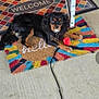 dog, pet, welcome_mat, colorful, toy, leash, outdoor, concrete, doorstep, black_dog, brown_dog, curious, relaxed, animal, companion, home, mat, playful, domestic, guard