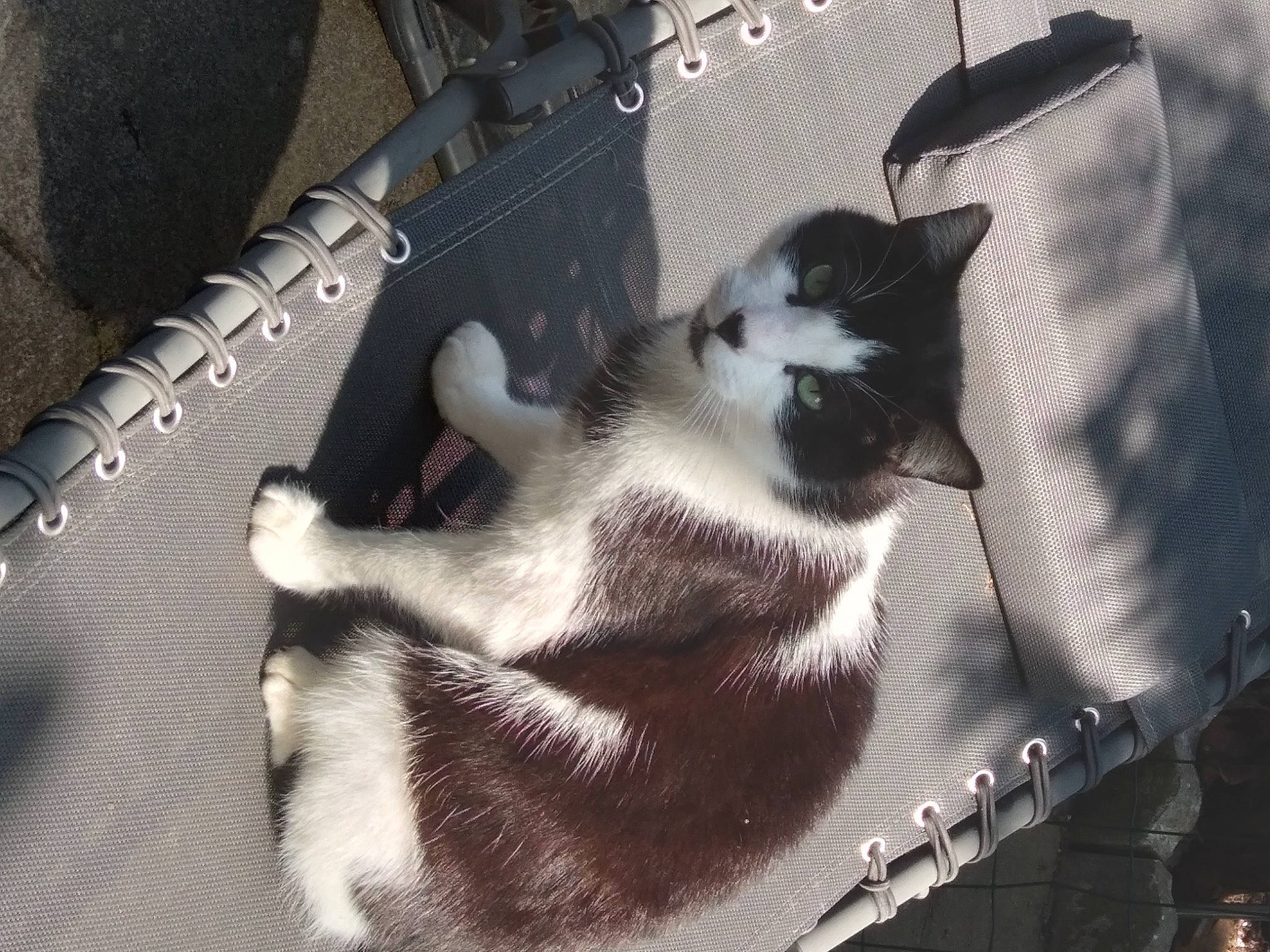 Charmy a rejoint le concours — aidez-le/la à gagner de superbes lots ! auto_part, automotive_exterior, bag, carnivore, cat, comfort, domestic_short_haired_cat, fashion_accessory, felidae, foot, fur, metal, monochrome, monochrome_photography, paw, shadow, small_to_medium_sized_cats, tail, tints_and_shades, whiskers