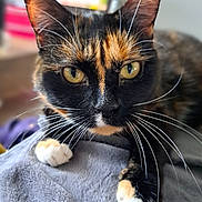 Pépite a rejoint le concours — aidez-le/la à gagner de superbes lots ! animal, blanket, cat, close_up, cozy, cute, domestic_animal, feline, focus, fur, indoor, laying_down, pet, portrait, relaxed, sharp, soft_texture, tortoiseshell_cat, whiskers, yellow_eyes