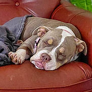 Mya a rejoint le concours — aidez-le/la à gagner de superbes lots ! blanket, brown, canine, comfort, cozy, dog, ears, fur, home, indoor, leather_chair, paw, pet, pink_collar, relaxed, resting, sleeping, snout, tongue_out, white