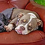 blanket, brown, canine, comfort, cozy, dog, ears, fur, home, indoor, leather_chair, paw, pet, pink_collar, relaxed, resting, sleeping, snout, tongue_out, white