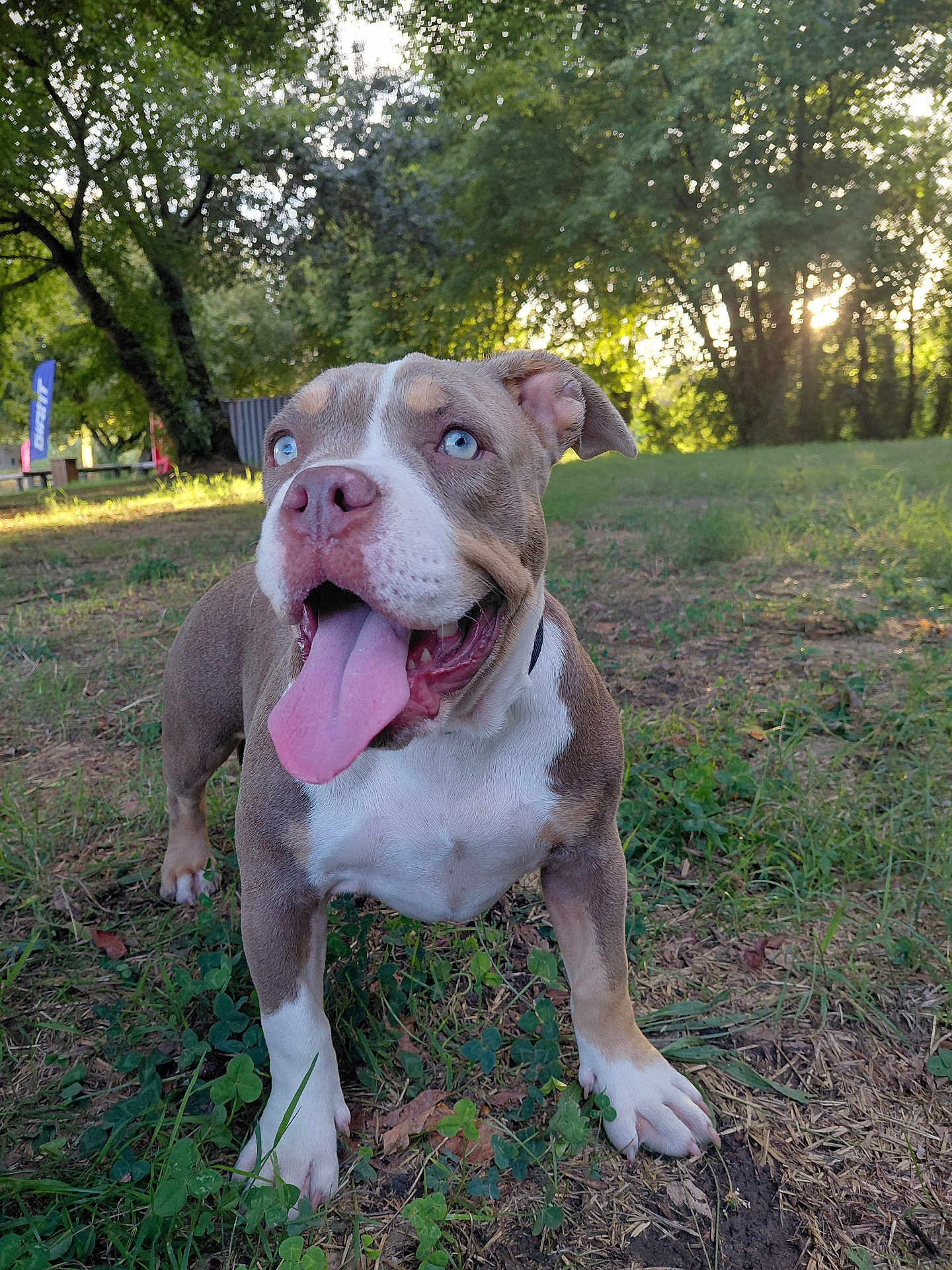 Mya participe au concours pour gagner de l'argent avec cette photo : animal, blue_eyes, canine, cute, daylight, dog, friendly, grass, happy, mammal, nature, outdoor, park, pet, playful, puppy, summer, sunlight, tongue_out, trees