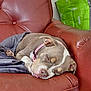 Mya a rejoint le concours — aidez-le/la à gagner de superbes lots ! blanket, brown, canine, close_up, comfort, cozy, dog, domestic_animal, furniture, home, indoor, leather_chair, napping, peaceful, pet, pink_collar, relaxation, resting, sleeping, white_markings