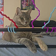 Dusty is registered to the contest to win money with this photo: cat, tabby_cat, bed, bedding, pipe_cleaners, metal_frame, indoor, poster, wall, furniture, pet, animal, relaxed, resting, home, cozy, feline, cute, colorful, decor