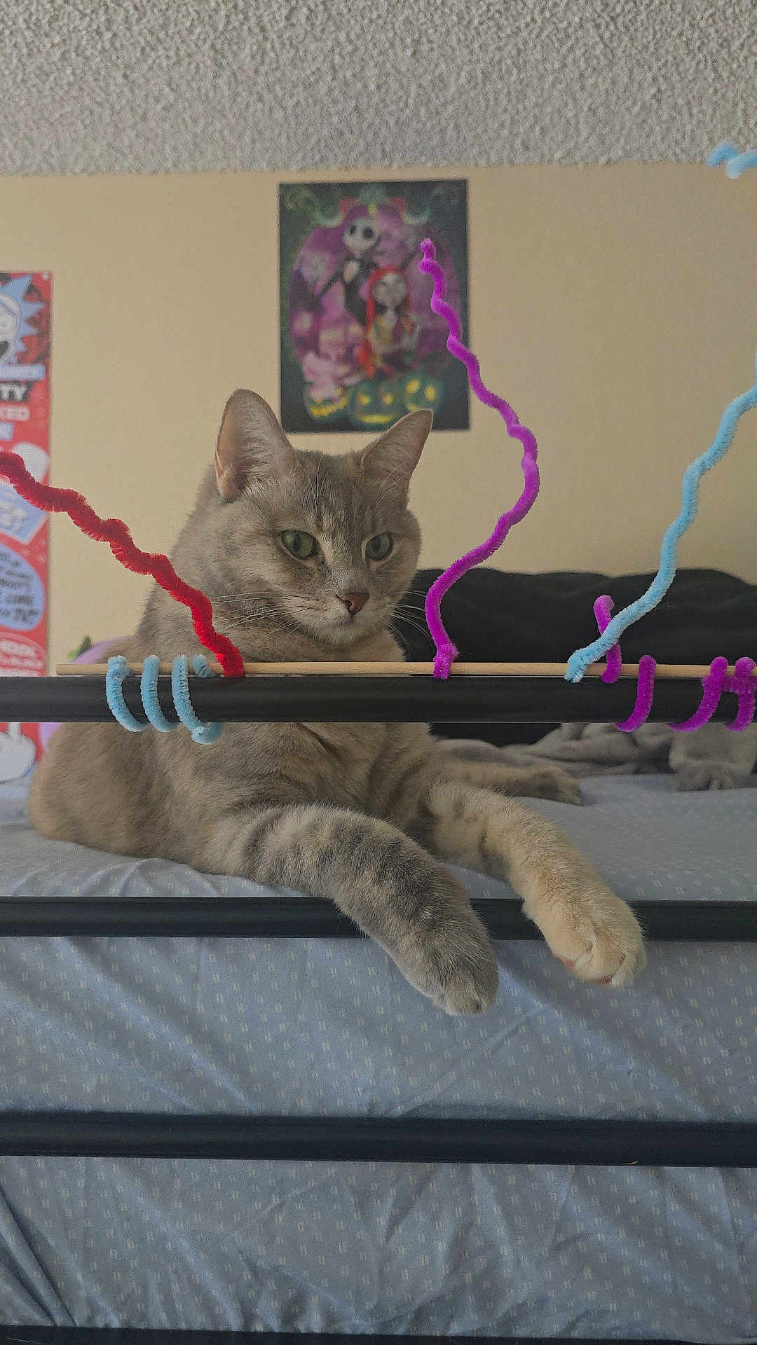 Dusty is registered to the contest to win money with this photo: cat, tabby_cat, bed, bedding, pipe_cleaners, metal_frame, indoor, poster, wall, furniture, pet, animal, relaxed, resting, home, cozy, feline, cute, colorful, decor