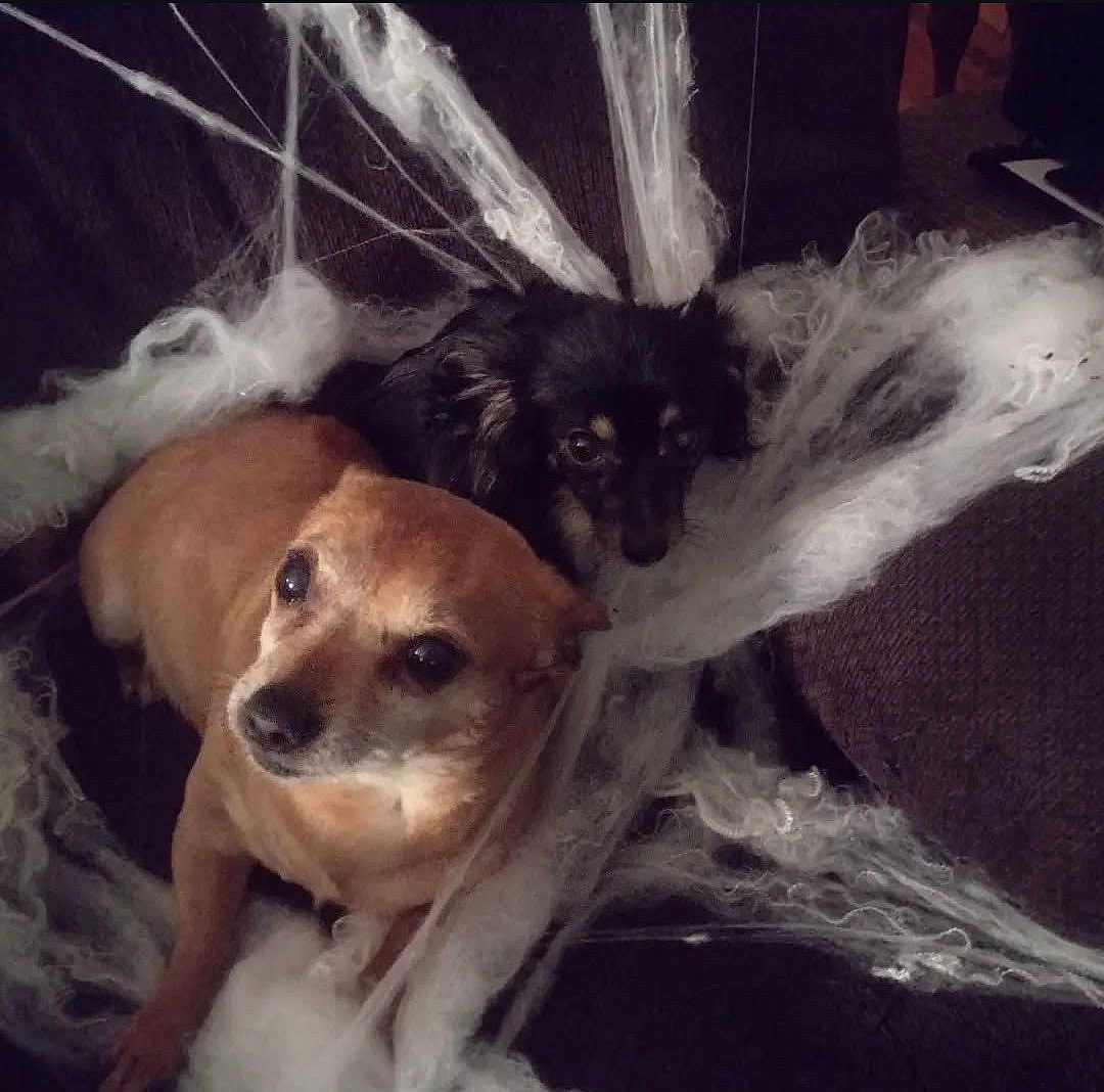 Shady And Brutus is registered to the contest to win money with this photo: dog, dogs, small_dog, chihuahua_like, brown_dog, black_dog, pet, couch, sofa, halloween_decor, fake_spider_web, webbing, fur, eyes, looking_up, sitting, closeup, indoor, companion, cozy