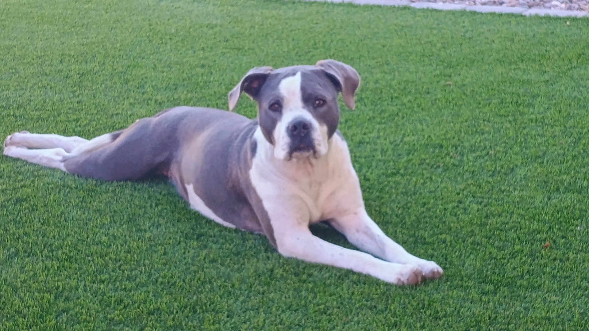 Luna joined the competition — help win amazing prizes! dog, animal, pet, grass, lawn, outdoor, relaxed, lying_down, canine, gray_and_white, fur, nature, daylight, calm, portrait, mammal, ears, face, snout, quiet