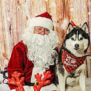 Lilah Mae joined the competition — help win amazing prizes! santa_claus, dog, husky, pet, christmas, holiday, costume, beard, red_clothing, festive, plaid, bandana, wooden_background, decorations, snow, glasses, portrait, indoor, celebration, smiling