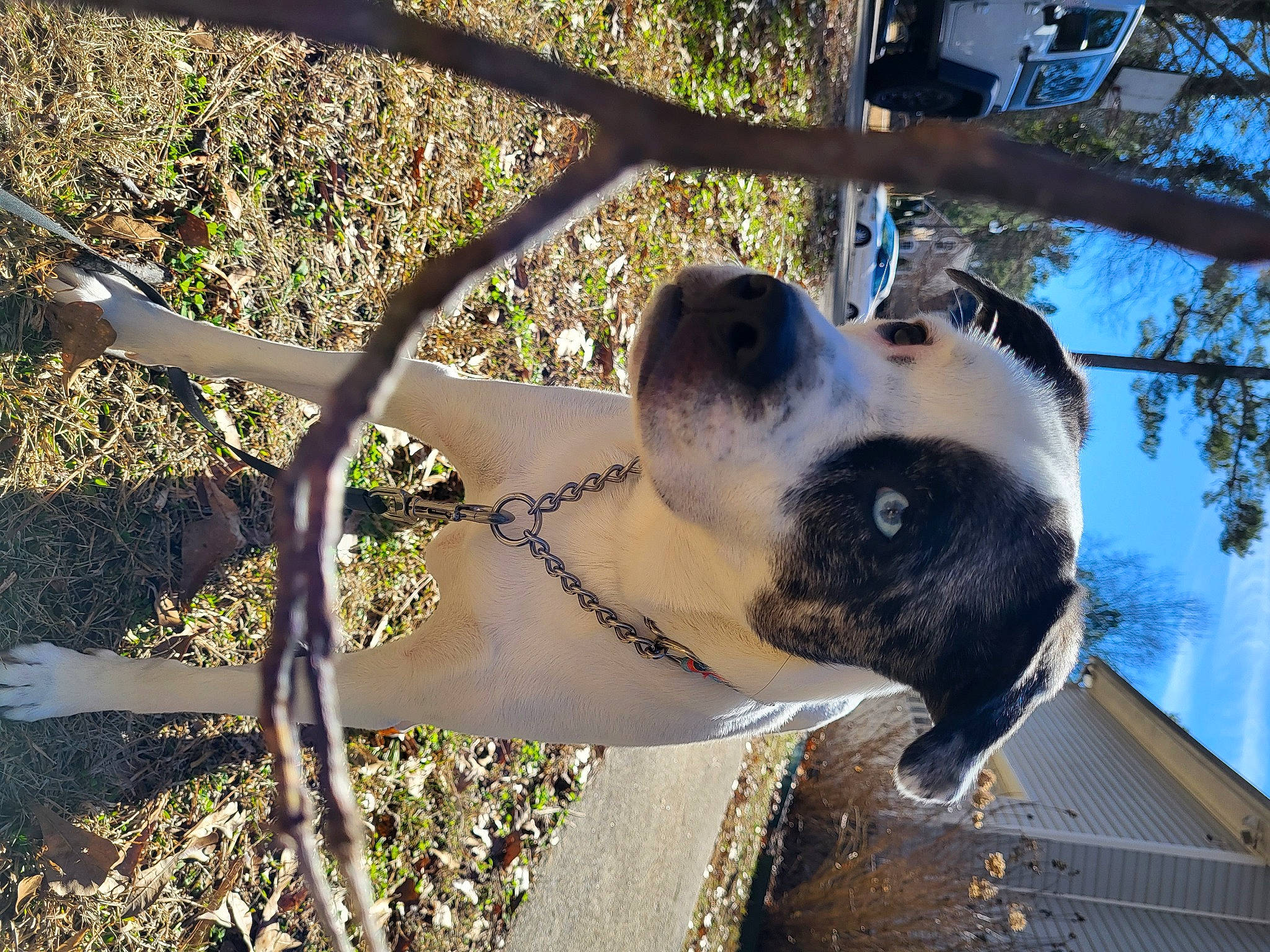 Sammy is registered to the contest to win money with this photo: canidae, carnivore, collar, companion_dog, dog, dog_breed, fawn, fence, mesh, metal, pet_supply, plant, shade, sky, snout, sporting_group, tree, twig, wire_fencing, working_animal