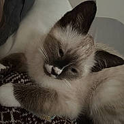 Carmine Gotti joined the competition — help win amazing prizes! kitten, cat, animal, pet, feline, sleepy, cozy, indoor, fur, ears, whiskers, patterned_fabric, snuggling, cute, closeup, resting, soft_light, domestic_cat, young_cat, comfort