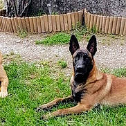Stan participe au concours pour gagner de l'argent avec cette photo : alert, animal, belgian_malinois, brown_coat, canine, companions, dog, ears, fence, garden, grass, nature, outdoor, pet, playing, resting, stone_wall, summer, toy, two_dogs