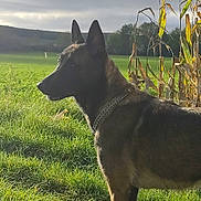 Bella participe au concours pour gagner de l'argent avec cette photo : dog, animal, grass, field, outdoor, nature, canine, pet, collar, chain, sky, cloudy, plant, fence, tree, sunlight, ears, side_view, muzzle, alert