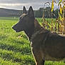 dog, animal, grass, field, outdoor, nature, canine, pet, collar, chain, sky, cloudy, plant, fence, tree, sunlight, ears, side_view, muzzle, alert