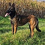 Bella a rejoint le concours — aidez-le/la à gagner de superbes lots ! dog, belgian_malinois, canine, animal, grass, field, outdoor, nature, cornfield, tongue_out, alert, standing, collar, sky, cloudy, sunlight, brown_fur, black_fur, ears_up, pet