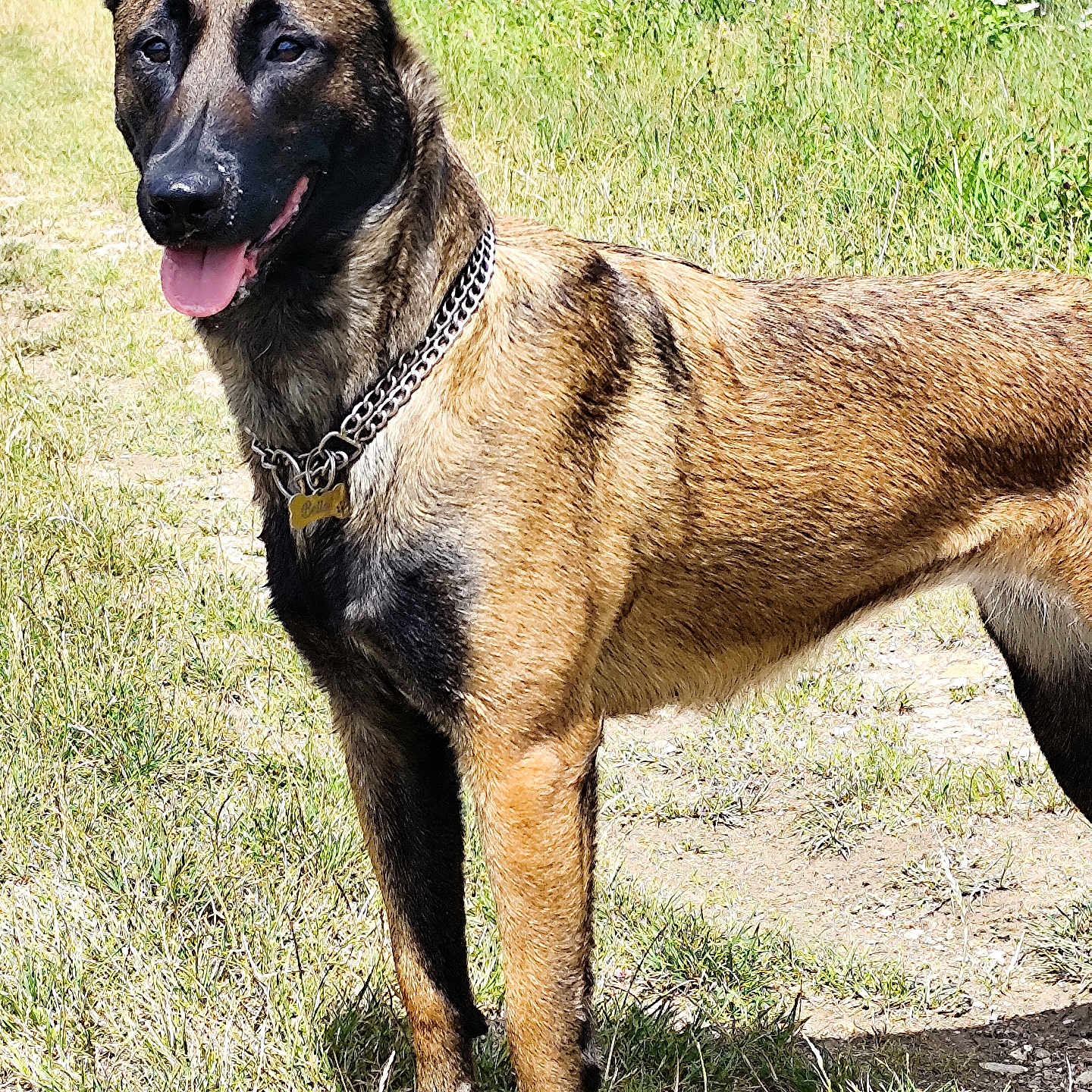 Bella participe au concours pour gagner de l'argent avec cette photo : alert, animal, belgian_malinois, canine, chain, collar, daytime, dog, ears_up, fence, fur, grass, muzzle, nature, outdoor, pet, standing, sunlight, tag, tongue_out