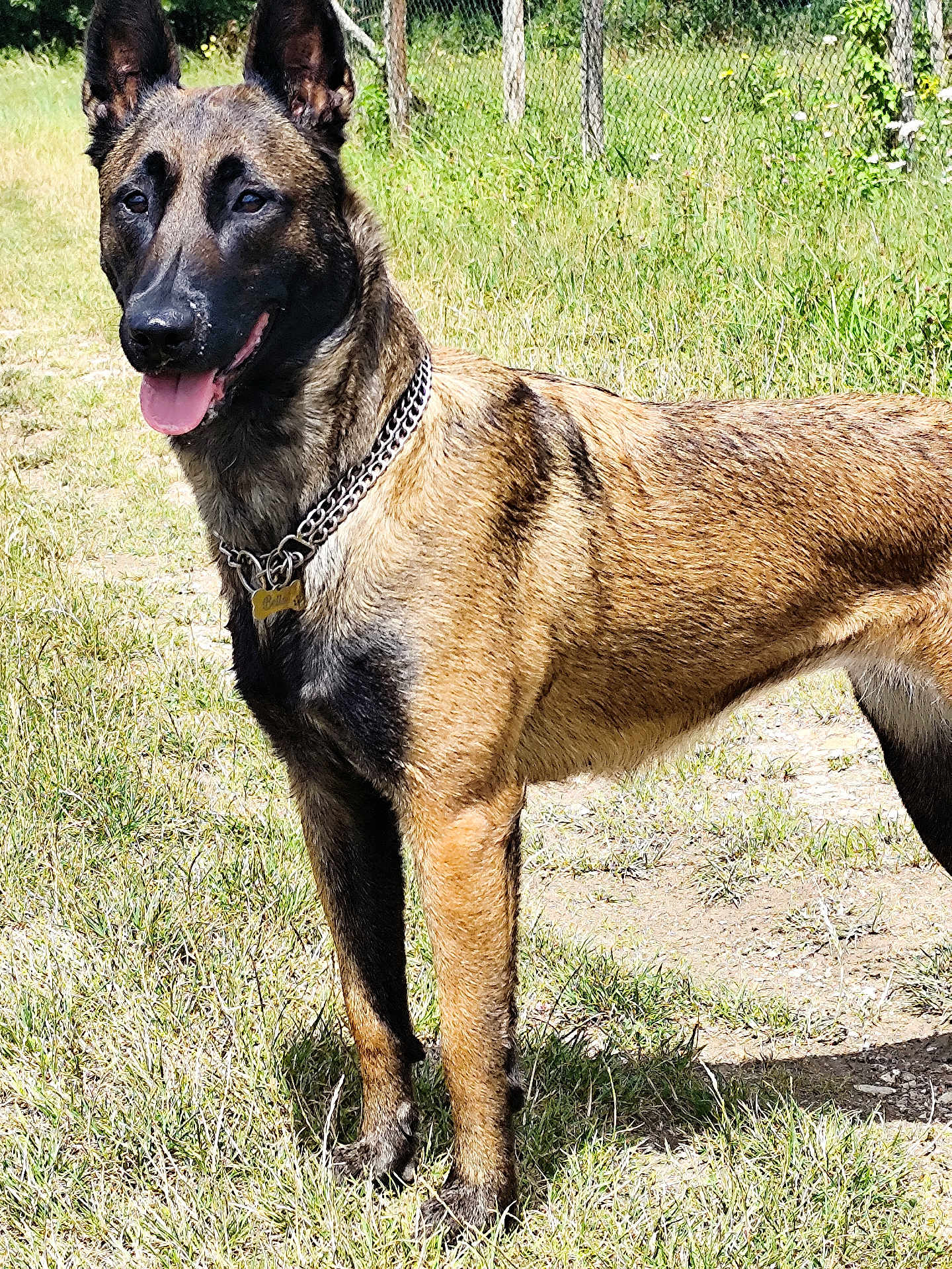 Bella participe au concours pour gagner de l'argent avec cette photo : dog, belgian_malinois, canine, pet, animal, outdoor, grass, fence, collar, tongue_out, ears_up, alert, standing, sunlight, nature, muzzle, fur, chain, tag, daytime