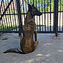 dog, sitting, gate, concrete, outdoor, fence, road_sign, sky, trees, shadow, tail, ears, street, house, daytime, quiet, watching, brown, black, animal