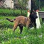 Bella participe au concours pour gagner de l'argent avec cette photo : dog, belgian_malinois, grass, flowers, garden, outdoor, pet, canine, fence, tree, shrub, playground_equipment, slide, greenery, nature, standing, alert, ears_up, yard, spring