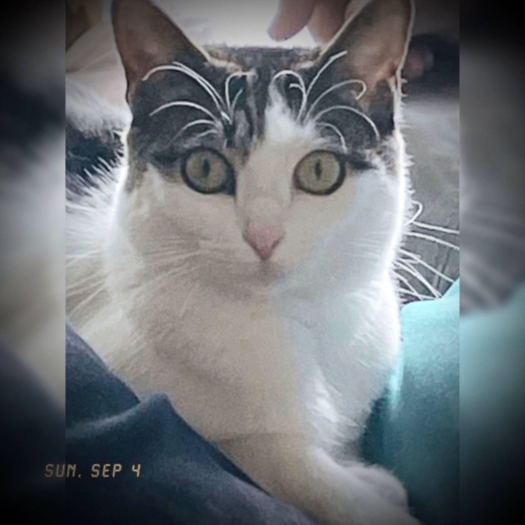 Catalina is registered to the contest to win money with this photo: art, carnivore, cat, darkness, domestic_short_haired_cat, electronic_device, felidae, fur, head, metal, night, paw, photo_caption, sky, small_to_medium_sized_cats, snout, square, whiskers, window