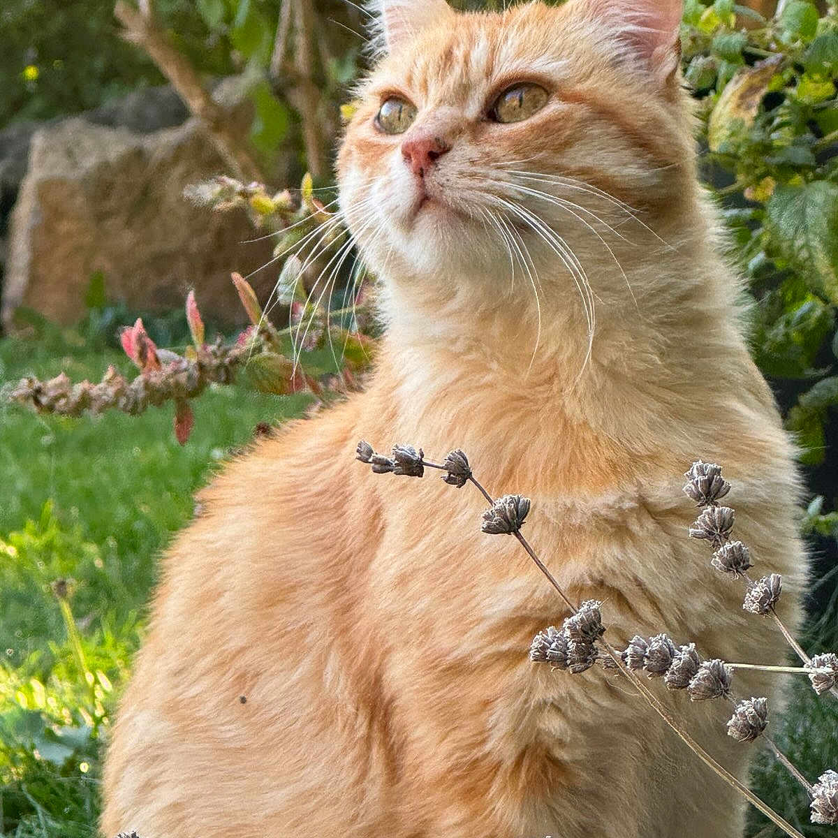 Marceau participe au concours pour gagner de l'argent avec cette photo : abyssinian, angora, animal, backyard, cat, flower, grass, herbal, herbs, kitten, lawn, manx, nature, outdoors, pet, plant, tree, vegetation, wood, yard